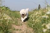 CHIEN FINNOIS DE LAPONIE 481